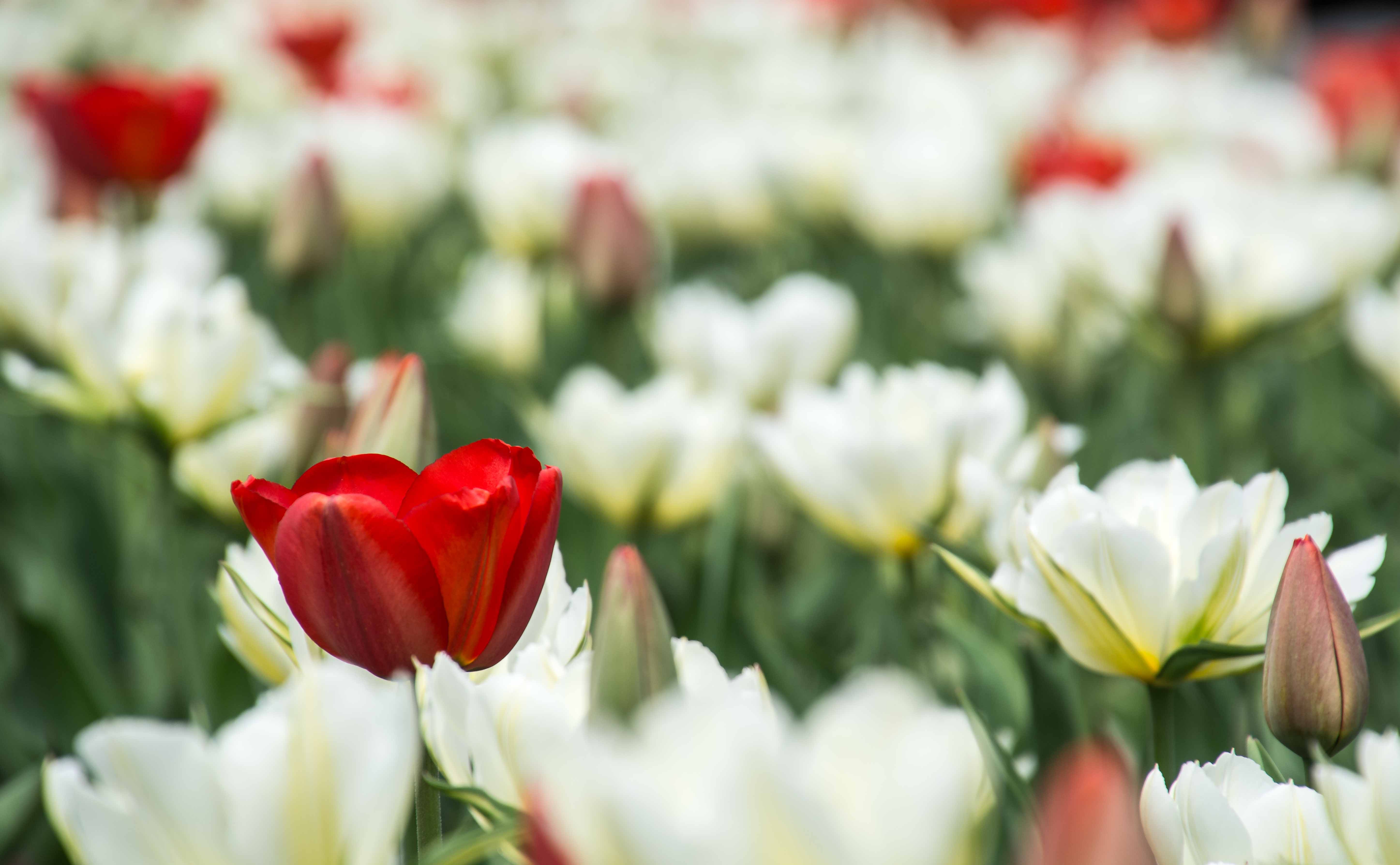 red tulip in front of white tulips