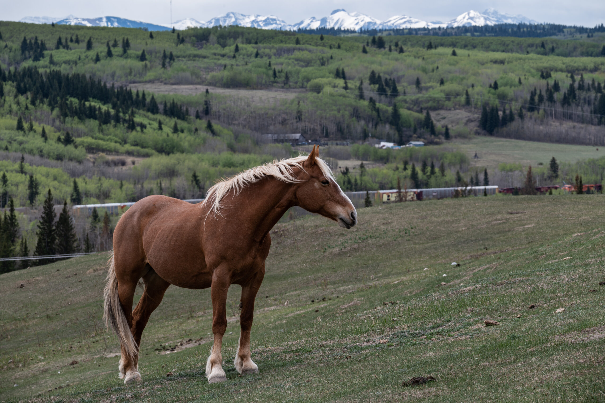 Mountain Horses Near Cochrane, Alberta
