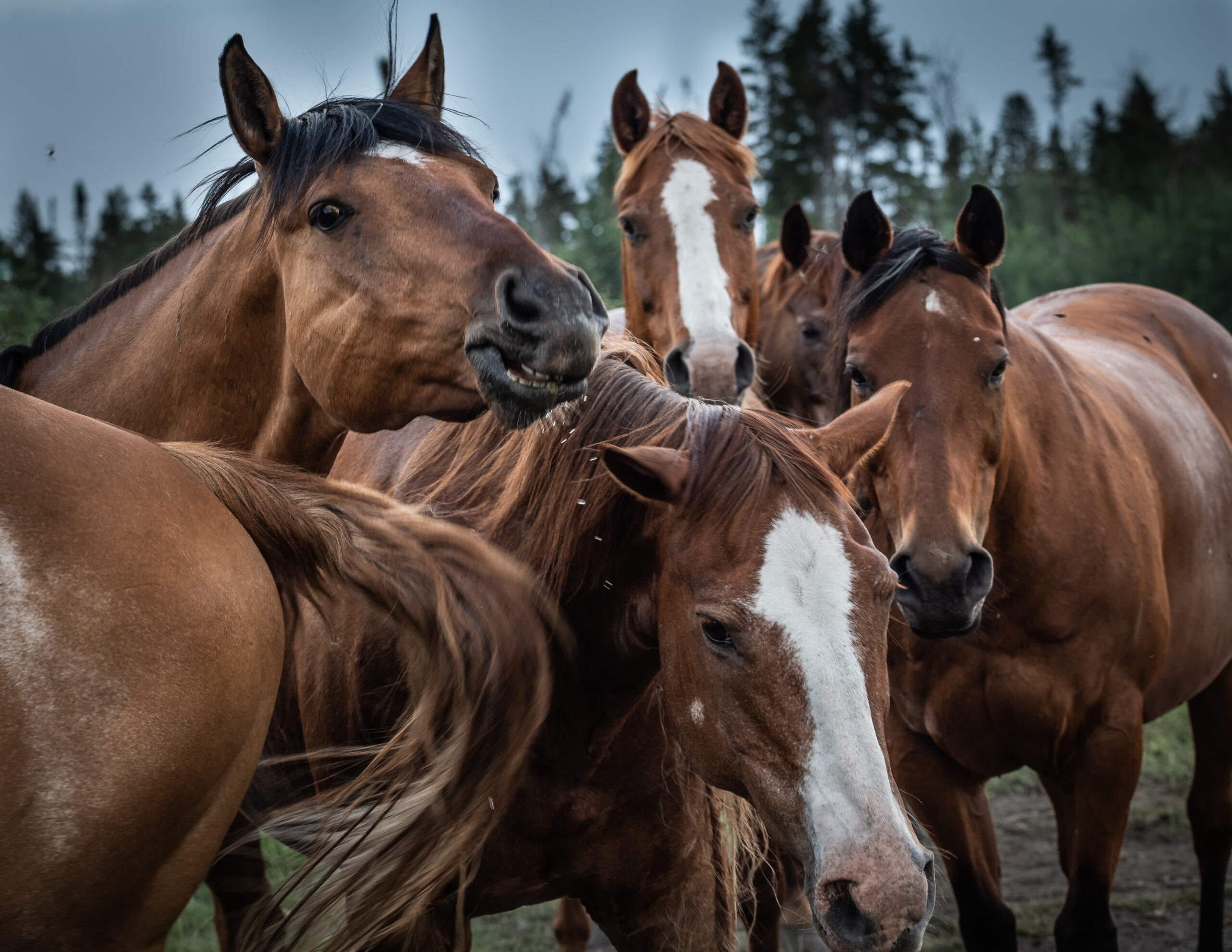 Manitoba Horses, Horses, Horses